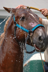 Horse wash