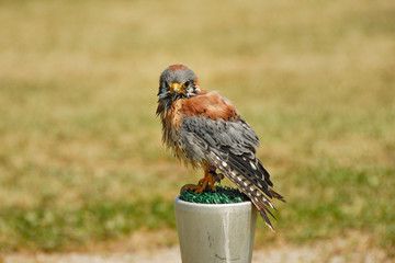 Red tailed hawk