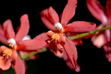 Obraz na płótnie Canvas Red Orchids
