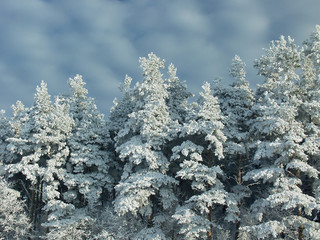 Frozen trees