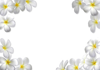 Naklejka na ściany i meble Kompozycja z kwiatów frangipani