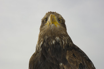 aigle 2