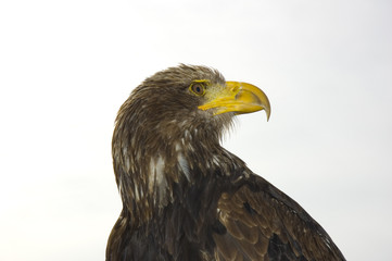 aigle1