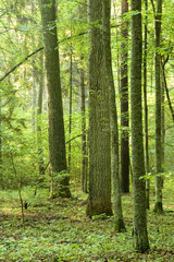 Summer forest in the morning