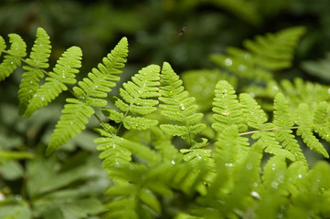 Young fern with waterdrops
