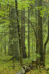 Natural mixed forest after rain
