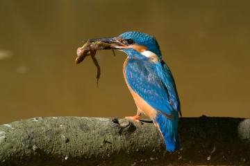 The kingfisher with frog