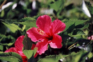 fleur