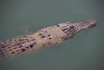 crocodile