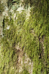 Old hornbeam bark wrapped by moss