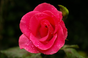 rosa-rote Blume mit Tautropfen