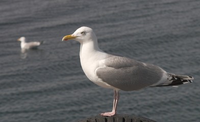 Herring gull