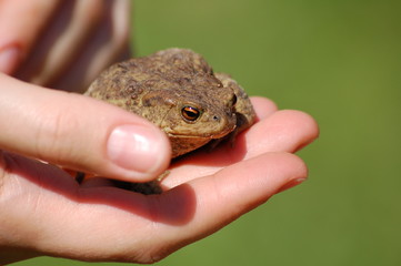 the frog
