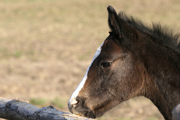 Fohlen