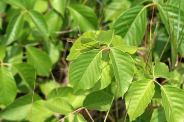 Beach Variety Poison Ivy
