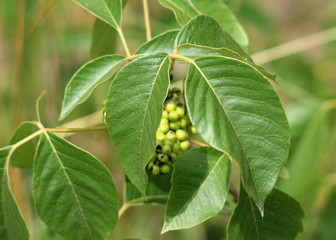 Poison Ivy Closeup
