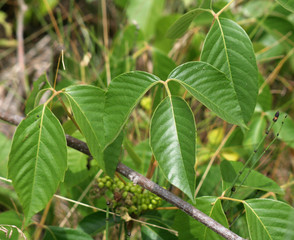 Several Poison Ivy Stalks