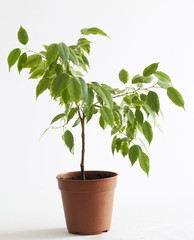 Diagonal ficus tree in flowerpot 