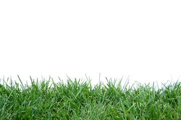 Green grass isolated against a white background - obrazy, fototapety, plakaty