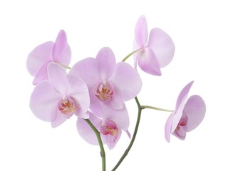 Naklejka na ściany i meble całkiem różowa orchidea