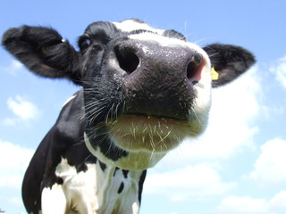 cow