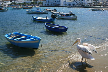 Obraz premium pelican