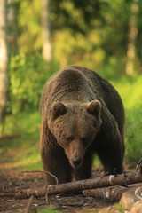 ours brun finlandais