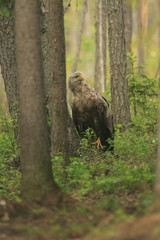 pygargue à queue blanche ( finlande )
