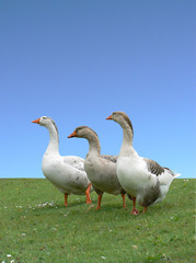 Three domestic Greylag Geese