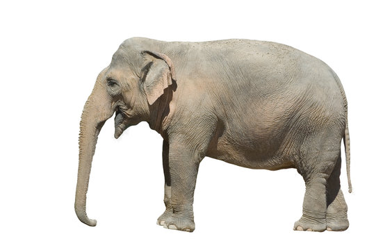 Elefant