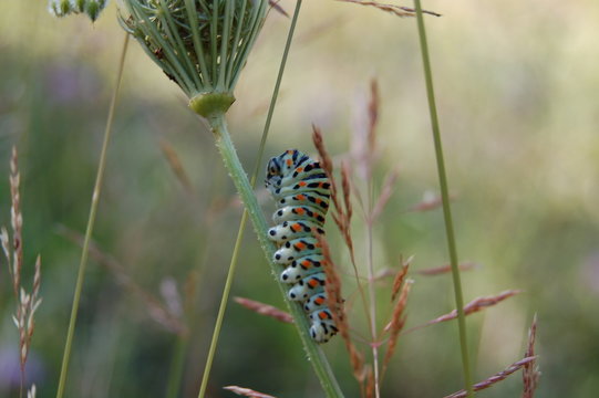 chenille couleur