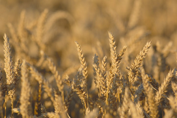 Obraz premium champ de blé