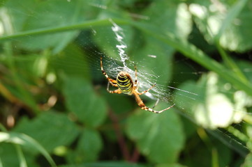 araignée jaune noire