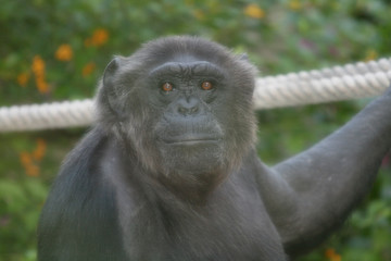 chimpanzee monkey