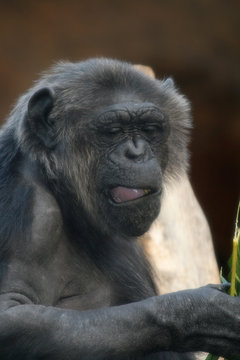 chimpanzee monkey with mouth open