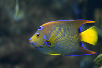 neon coral fish