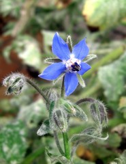 Borretsch Gewürzpflanze Blauhimmelstern Borago