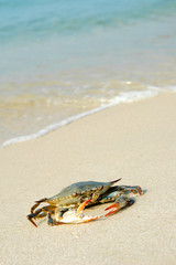 Crab on the Beach