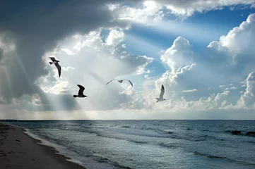Plaid avec motif Eau Light and Seagulls