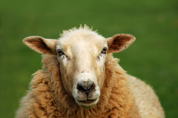 sheep