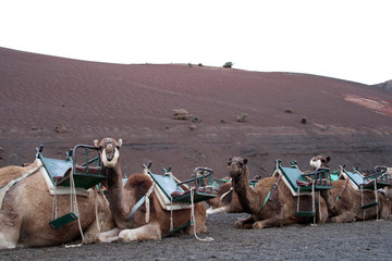 group of camels