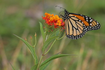Monarch butterfly 6