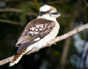 Kookaburra