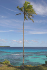 Tree looking at sea 3