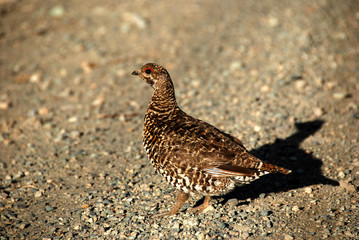 spruce grouse