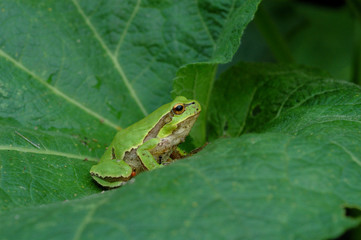 European tree frog(Hyla arborea) on green leaf