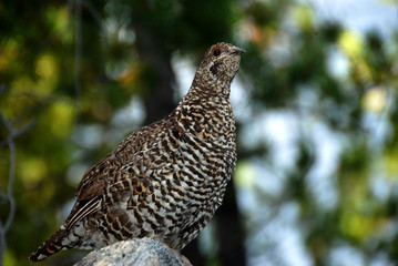 spruce grouse