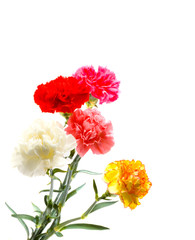 Carnations
