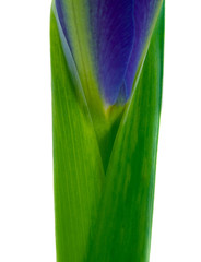 Stalk of an iris