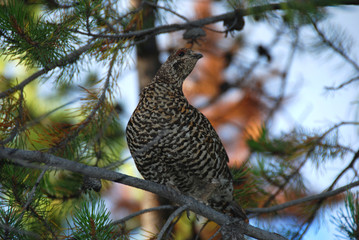 spruce grouse hen